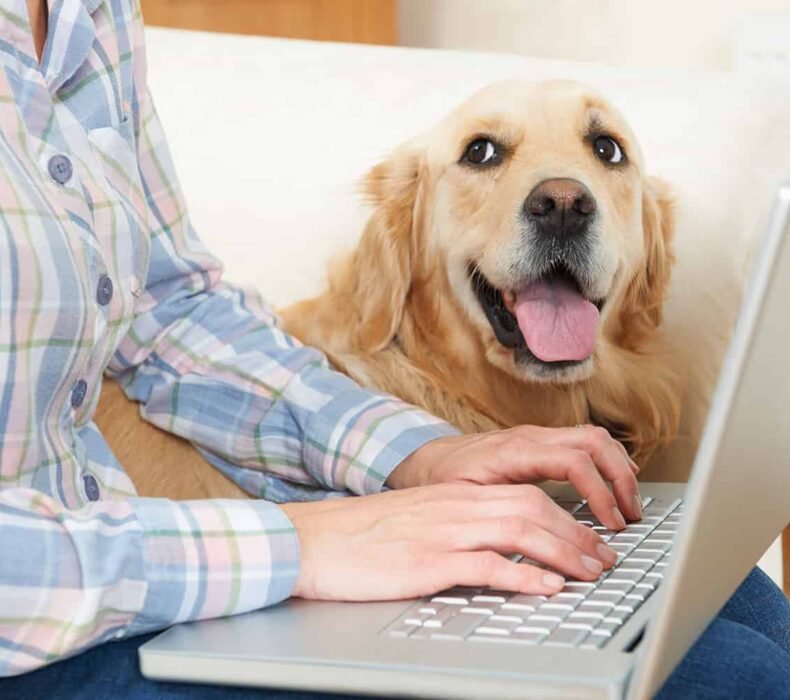 How to choose the best pet insurance for your four-legged friend